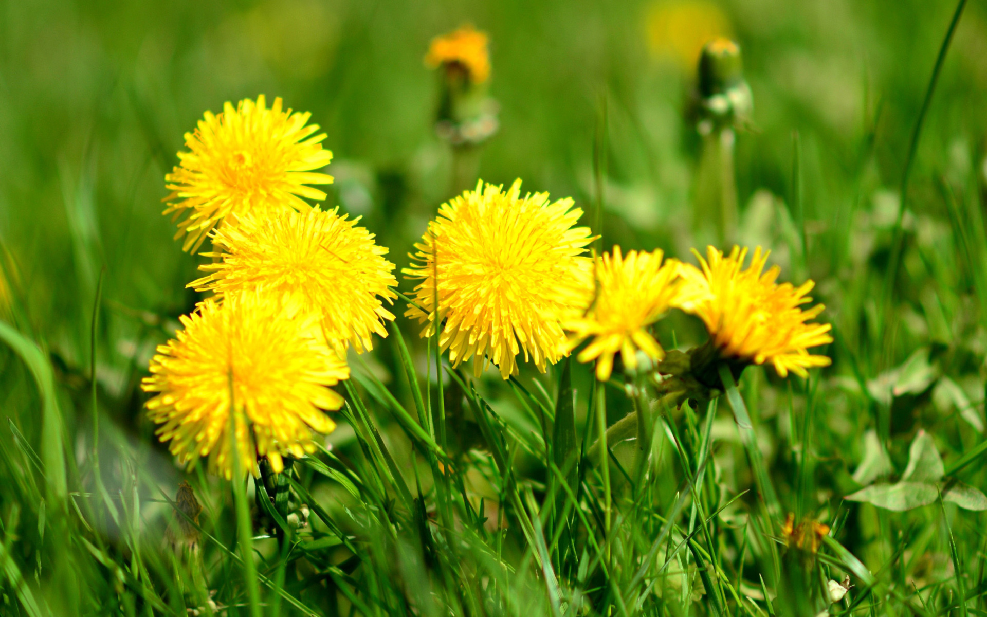 Das Dandelions HDR Wallpaper 1920x1200