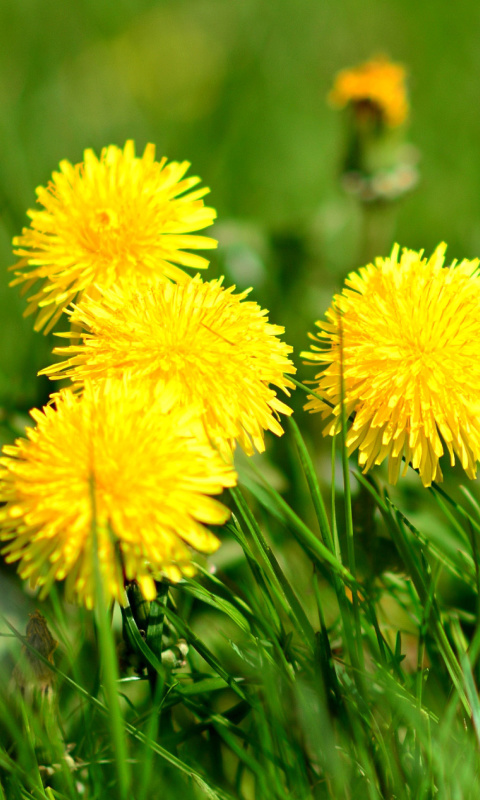 Dandelions HDR wallpaper 480x800