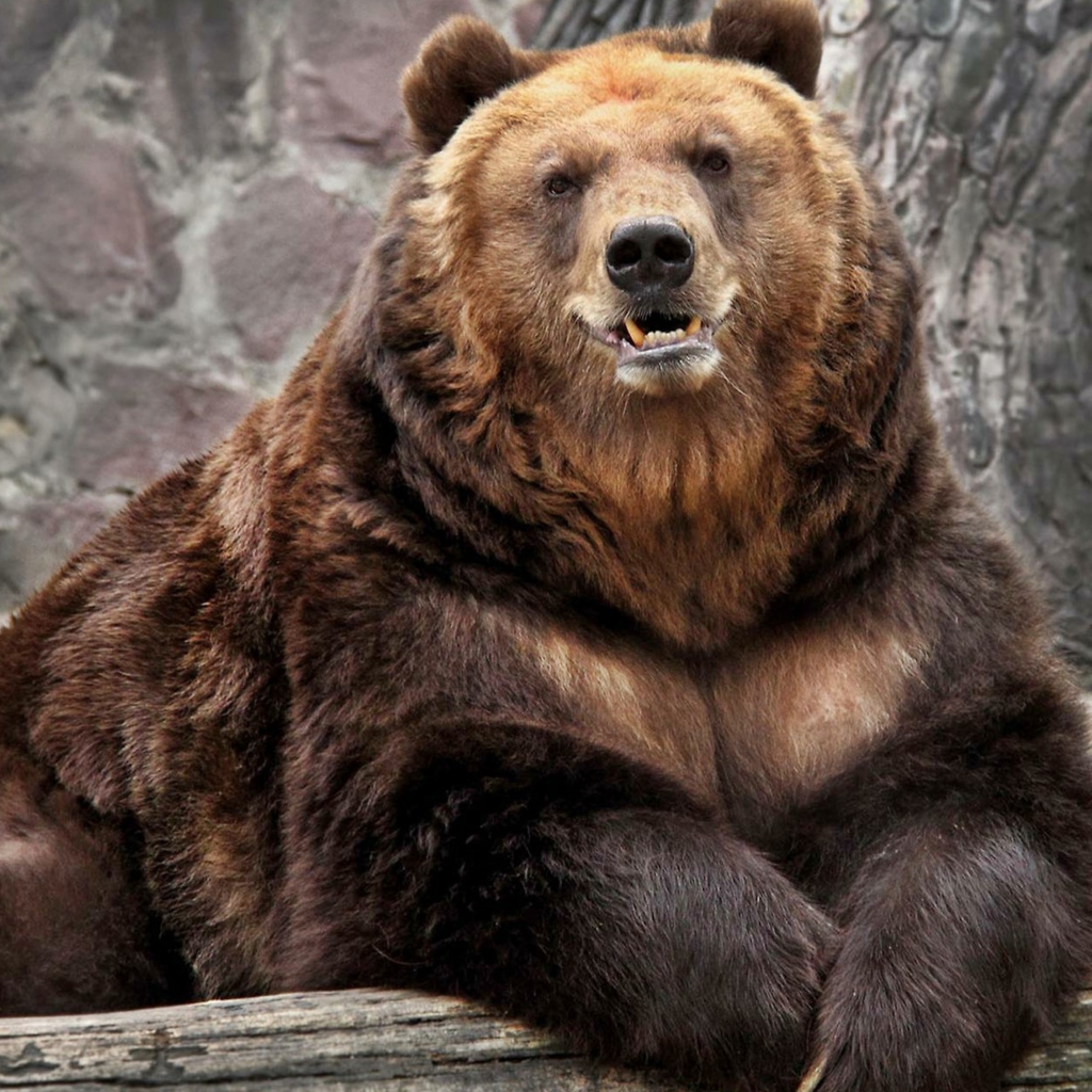 Das Grizzly bear Wallpaper 1024x1024