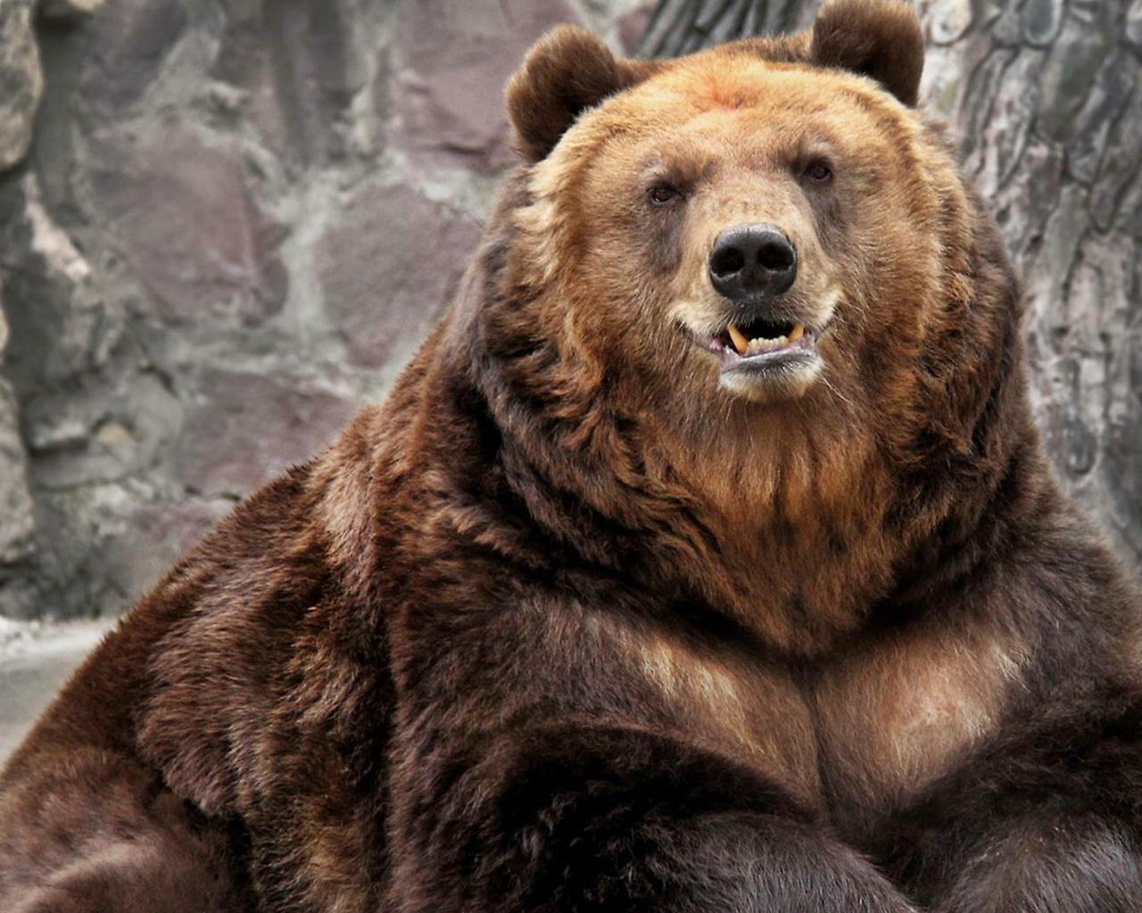 Das Grizzly bear Wallpaper 1280x1024