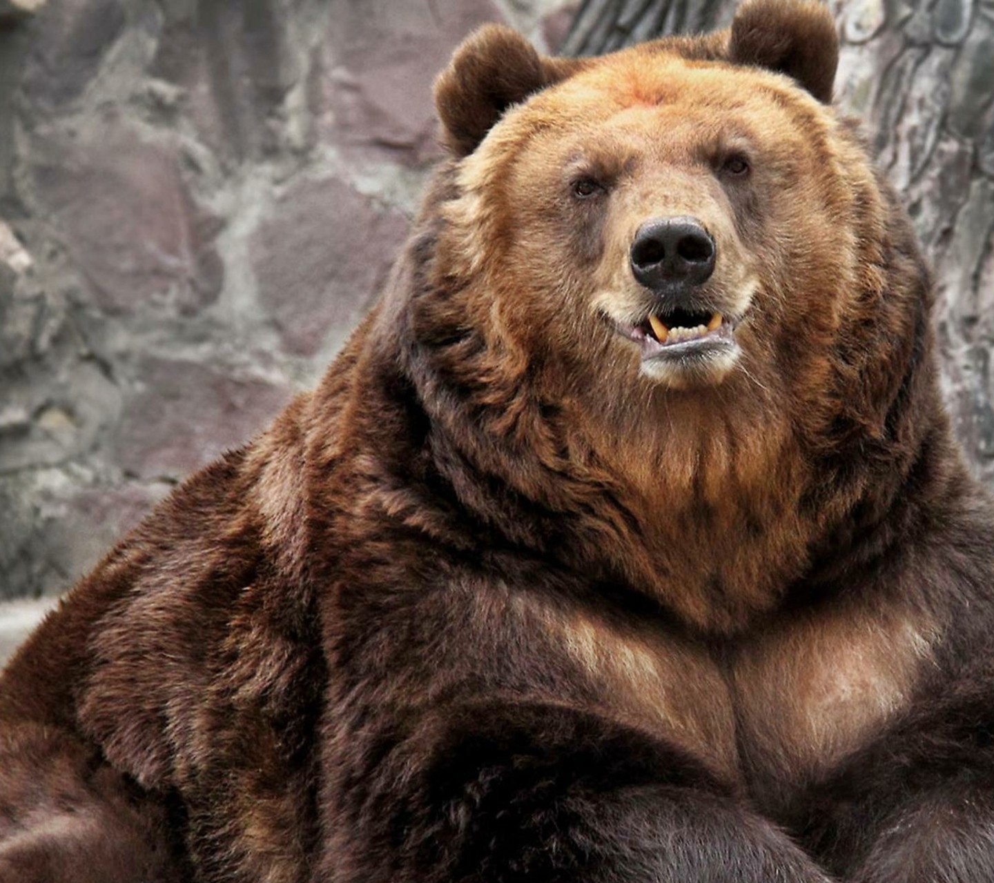 Fondo de pantalla Grizzly bear 1440x1280