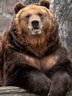 Das Grizzly bear Wallpaper 240x320