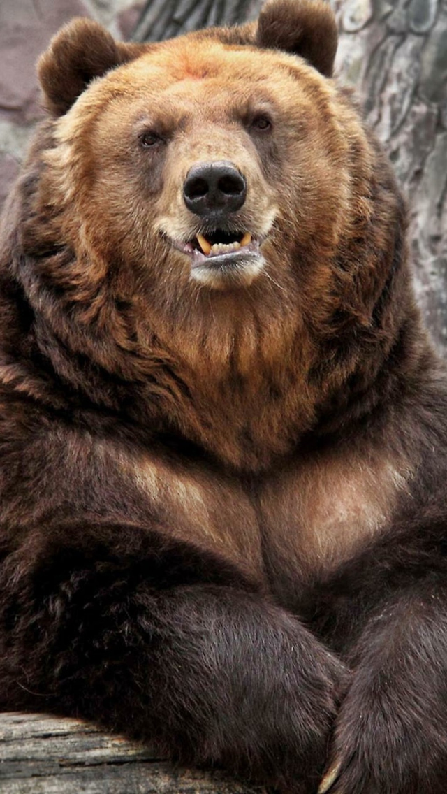 Fondo de pantalla Grizzly bear 640x1136