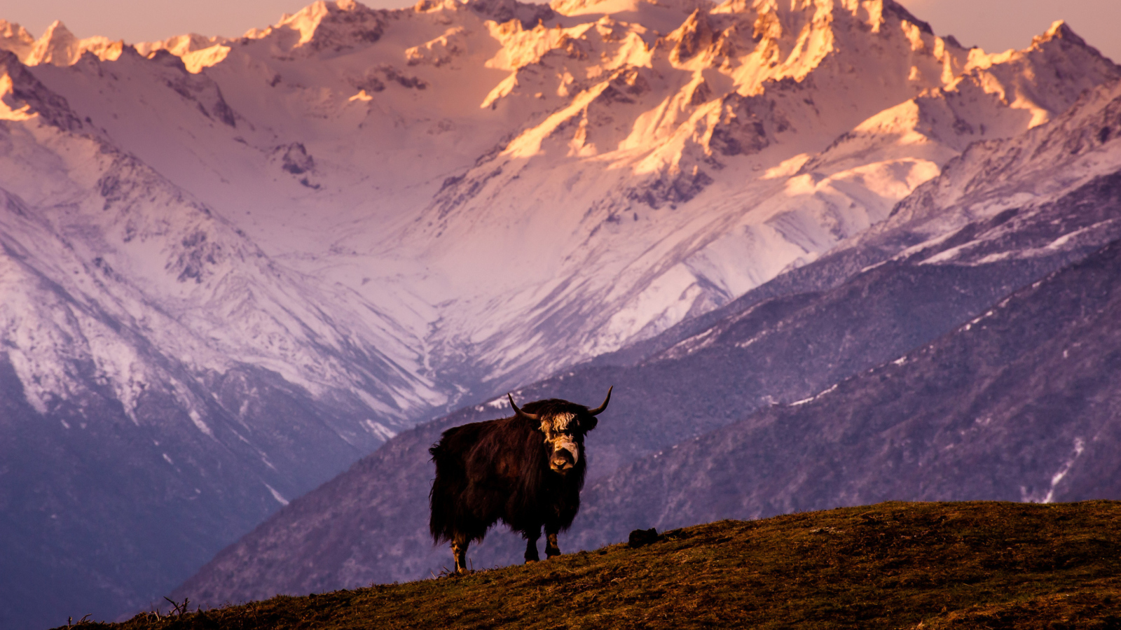 Yak In Tibet screenshot #1 1600x900