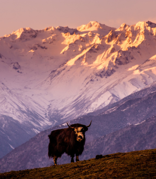 Yak In Tibet - Obrázkek zdarma pro 640x1136
