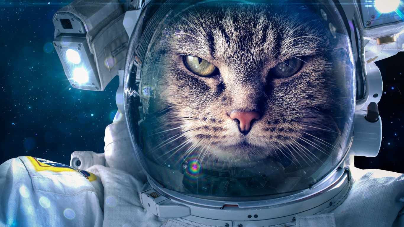 Обои Astronaut cat 1366x768