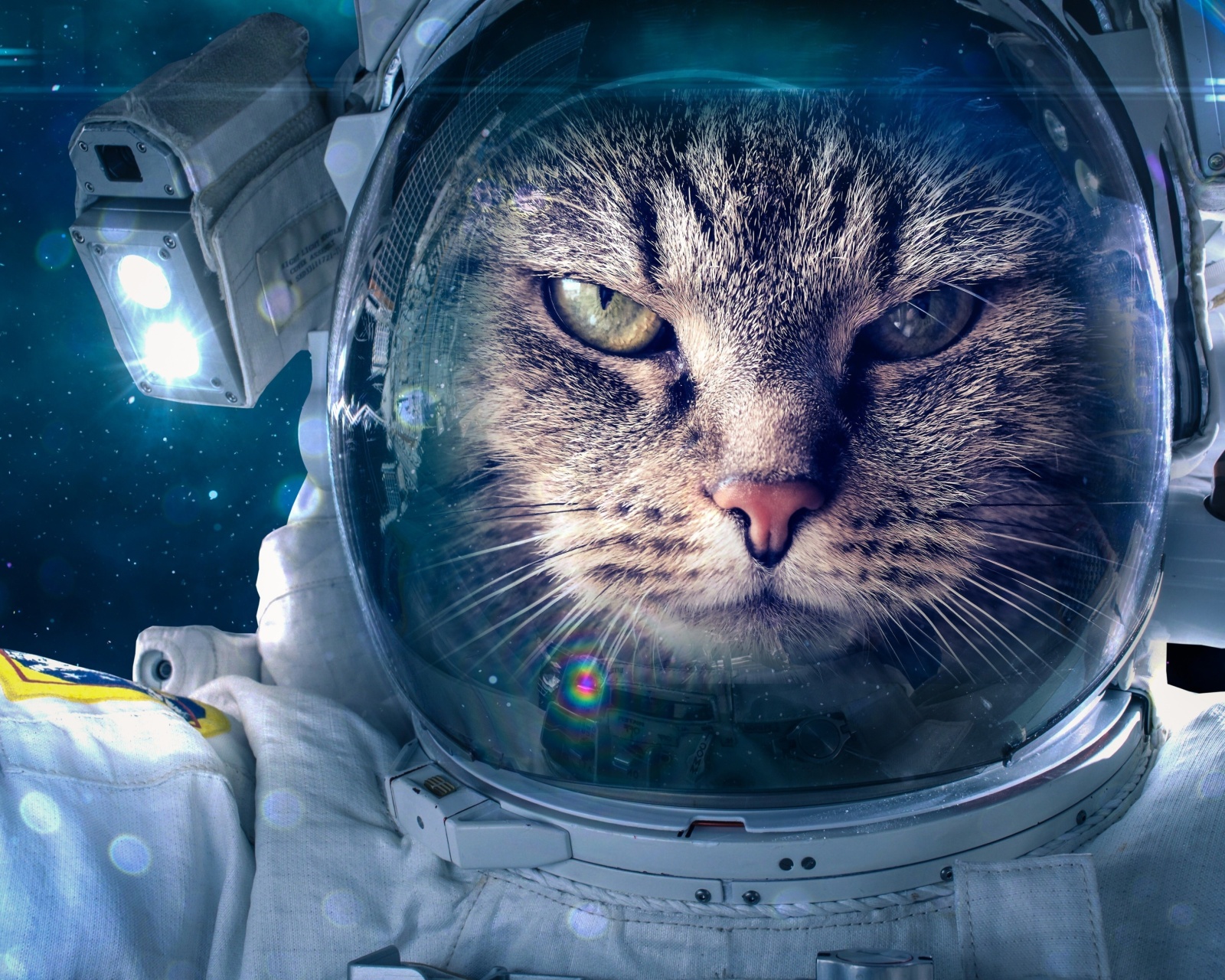 Astronaut cat wallpaper 1600x1280