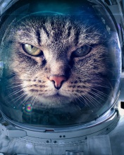 Das Astronaut cat Wallpaper 176x220