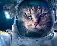 Das Astronaut cat Wallpaper 220x176