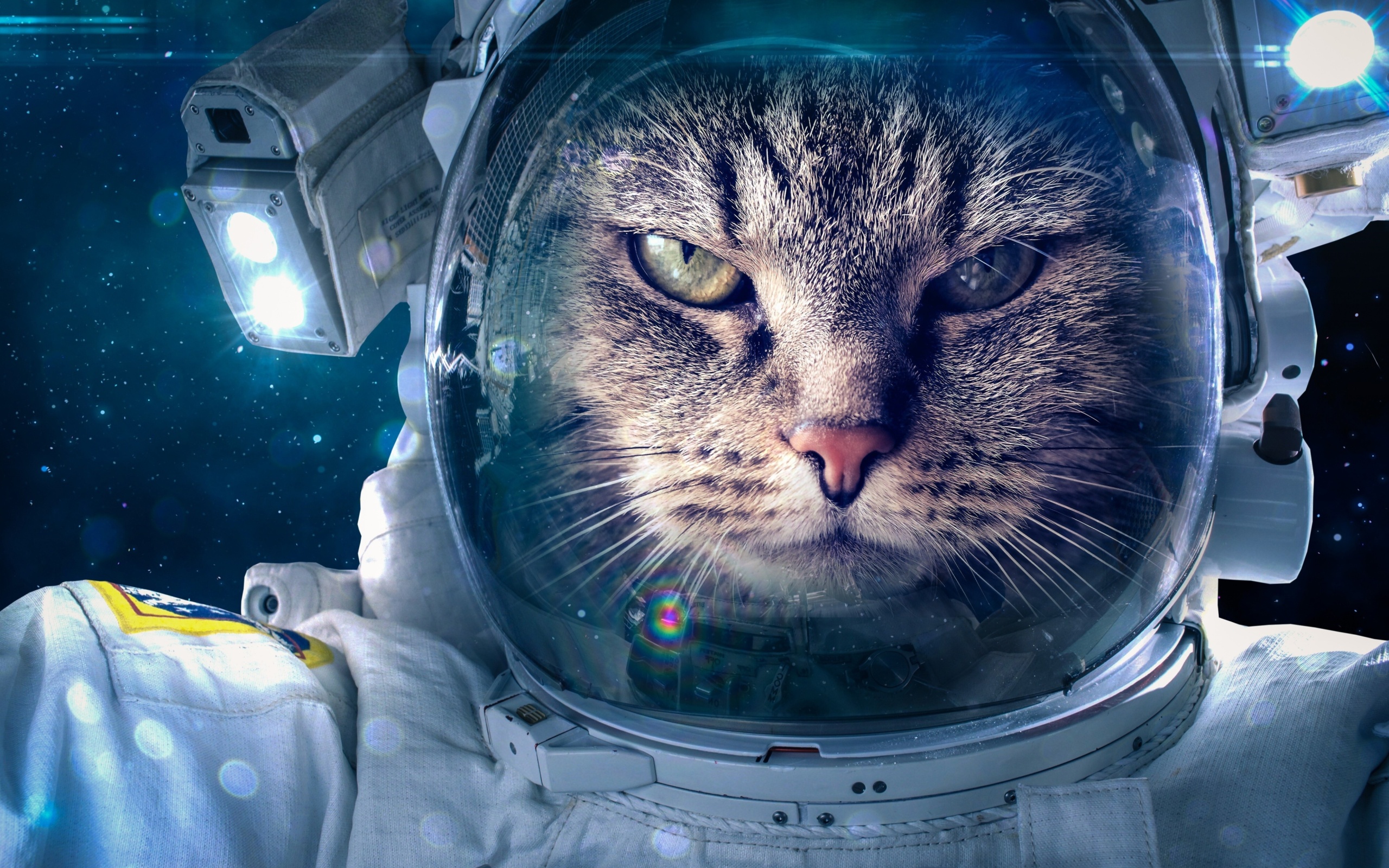 Обои Astronaut cat 2560x1600