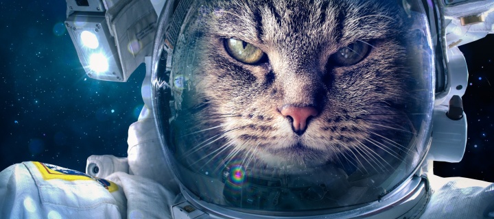 Обои Astronaut cat 720x320