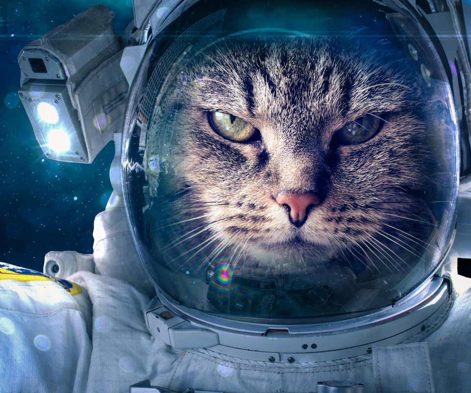 Обои Astronaut cat 960x800