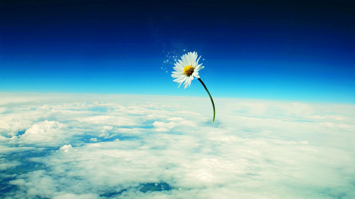 Fondo de pantalla Macro Daisy in SKy 1366x768