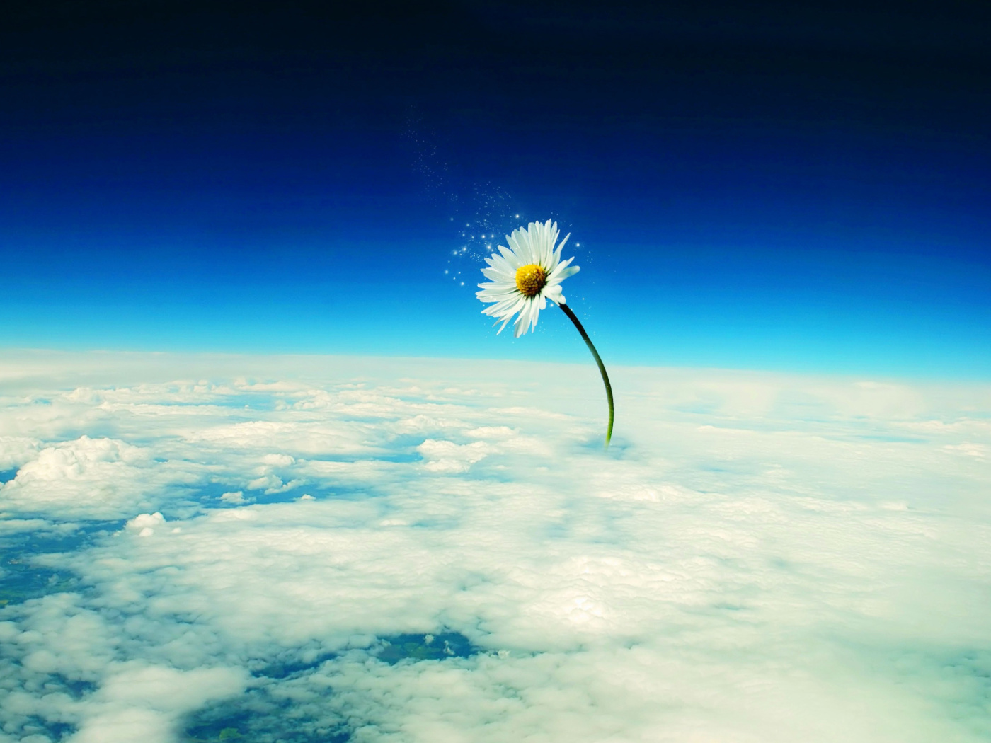 Macro Daisy in SKy wallpaper 1400x1050