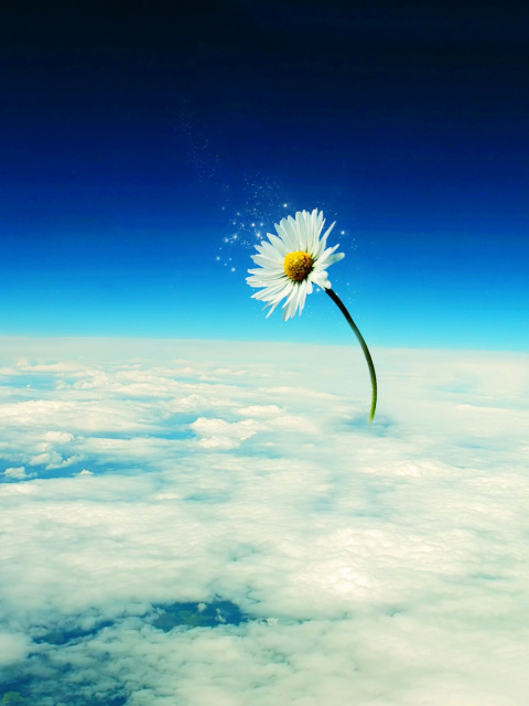 Macro Daisy in SKy screenshot #1 480x640