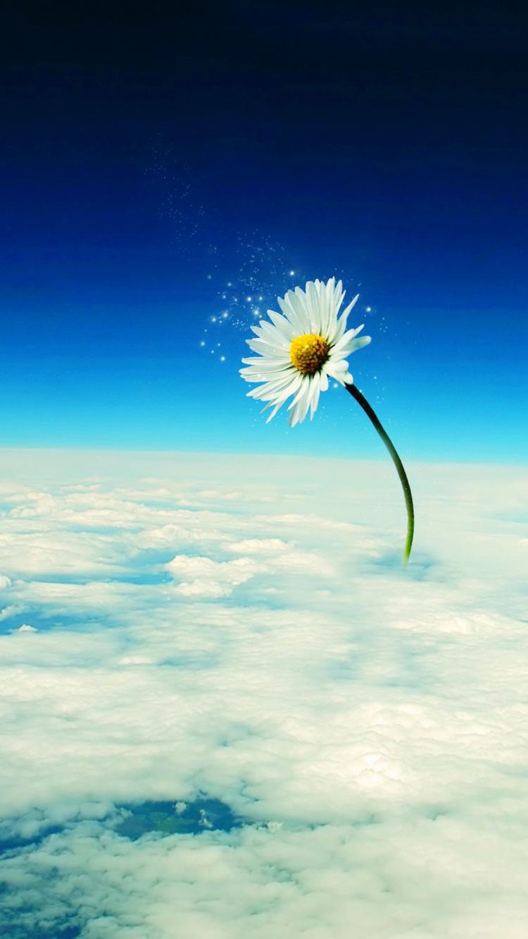 Das Macro Daisy in SKy Wallpaper 750x1334