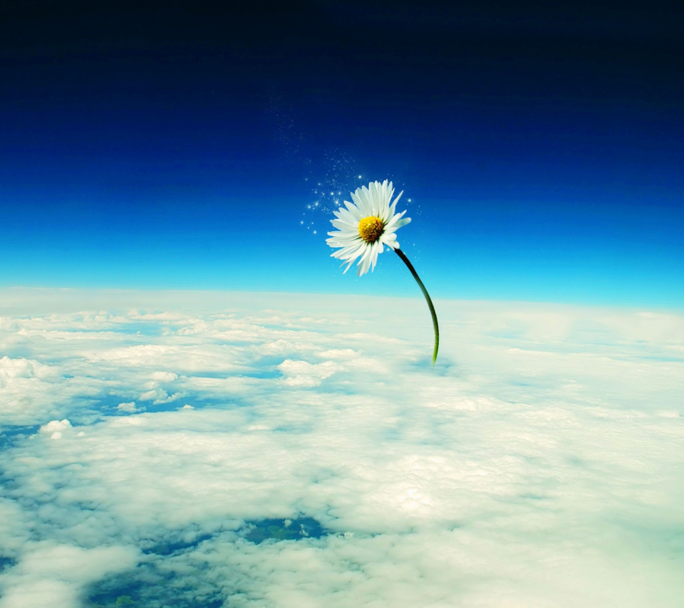 Macro Daisy in SKy screenshot #1 960x854