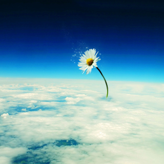 Macro Daisy in SKy - Obrázkek zdarma pro 2048x2048