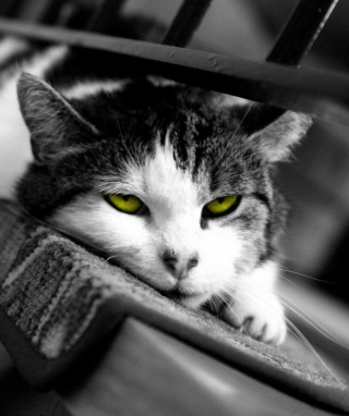 Monday Cat - Obrázkek zdarma pro Nokia X3