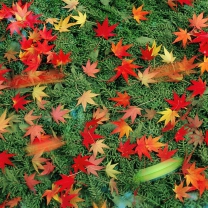Das Red Leaves Wallpaper 208x208