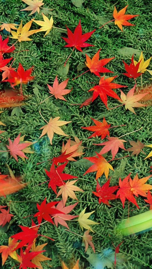 Red Leaves wallpaper 640x1136