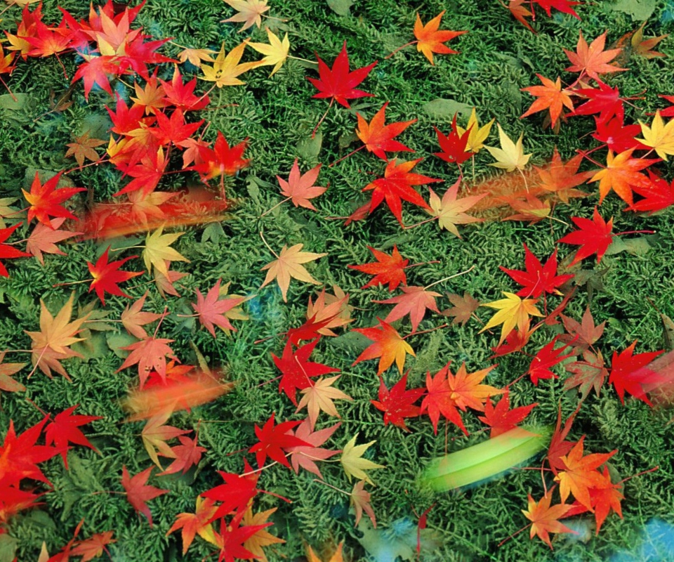Das Red Leaves Wallpaper 960x800