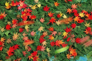 Red Leaves - Obrázkek zdarma pro 1366x768