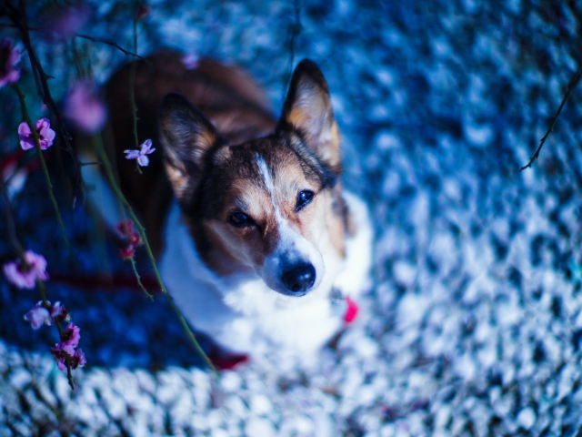 Dog Portrait screenshot #1 640x480