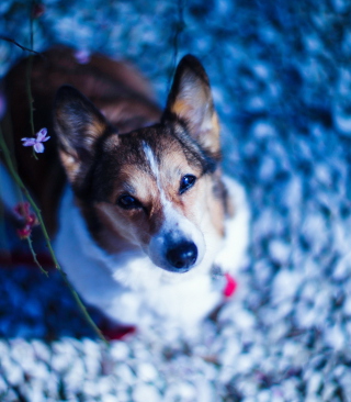Dog Portrait - Obrázkek zdarma pro iPhone 4S
