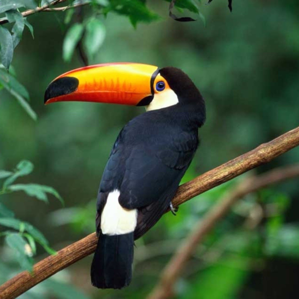 Screenshot №1 pro téma Beautiful Toucan 1024x1024