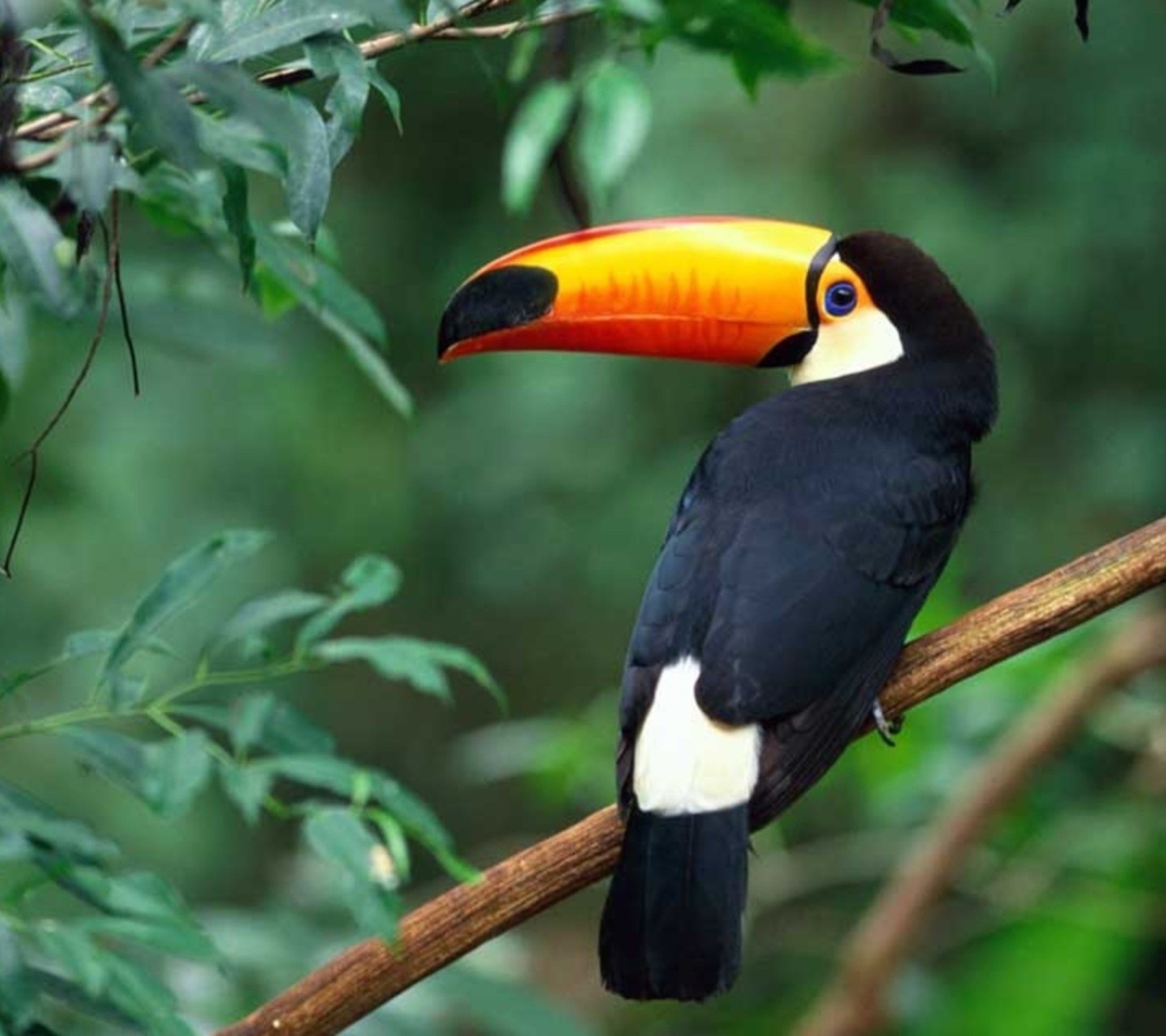 Fondo de pantalla Beautiful Toucan 1440x1280