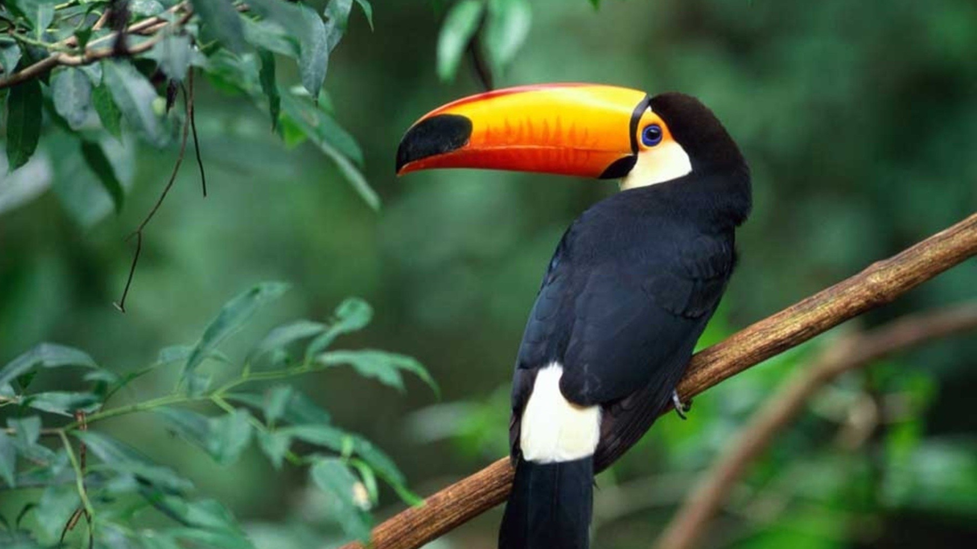 Screenshot №1 pro téma Beautiful Toucan 1920x1080