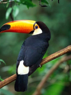 Das Beautiful Toucan Wallpaper 240x320