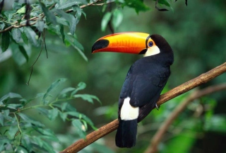 Beautiful Toucan Picture for Android, iPhone and iPad