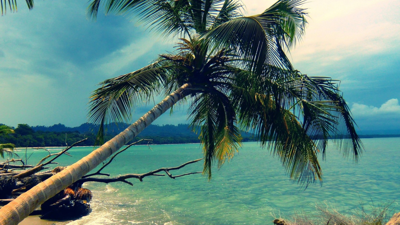 Sfondi Palm Tree At Tropical Beach 1366x768