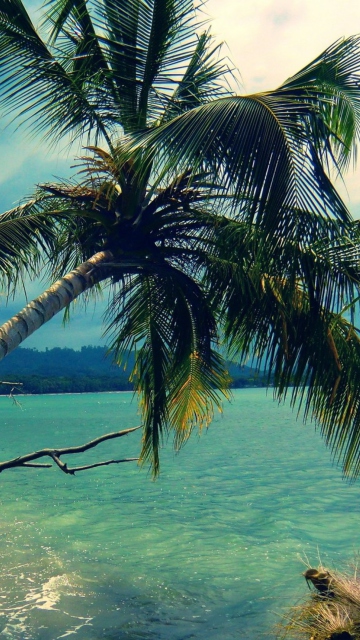 Sfondi Palm Tree At Tropical Beach 360x640