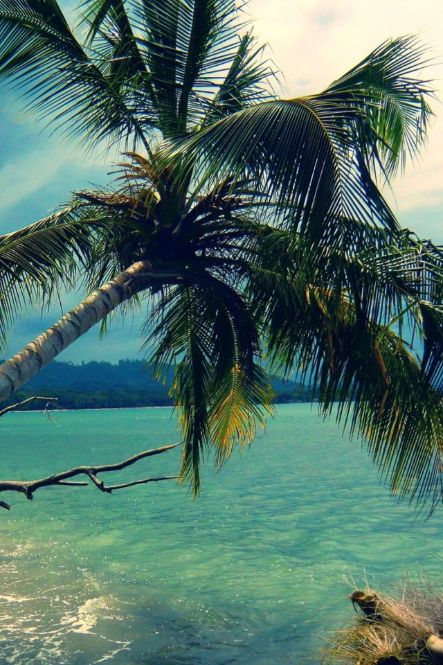 Das Palm Tree At Tropical Beach Wallpaper 640x960