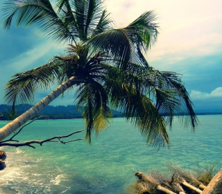 Palm Tree At Tropical Beach - Obrázkek zdarma pro 208x208