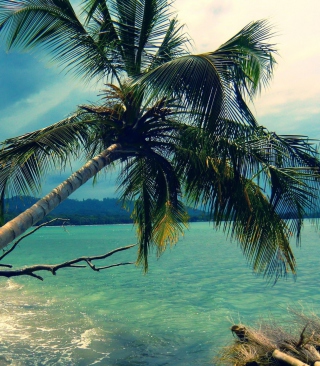 Palm Tree At Tropical Beach - Obrázkek zdarma pro 240x400