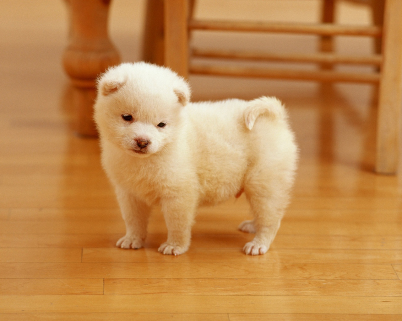 Sfondi Cutest Puppy 1280x1024