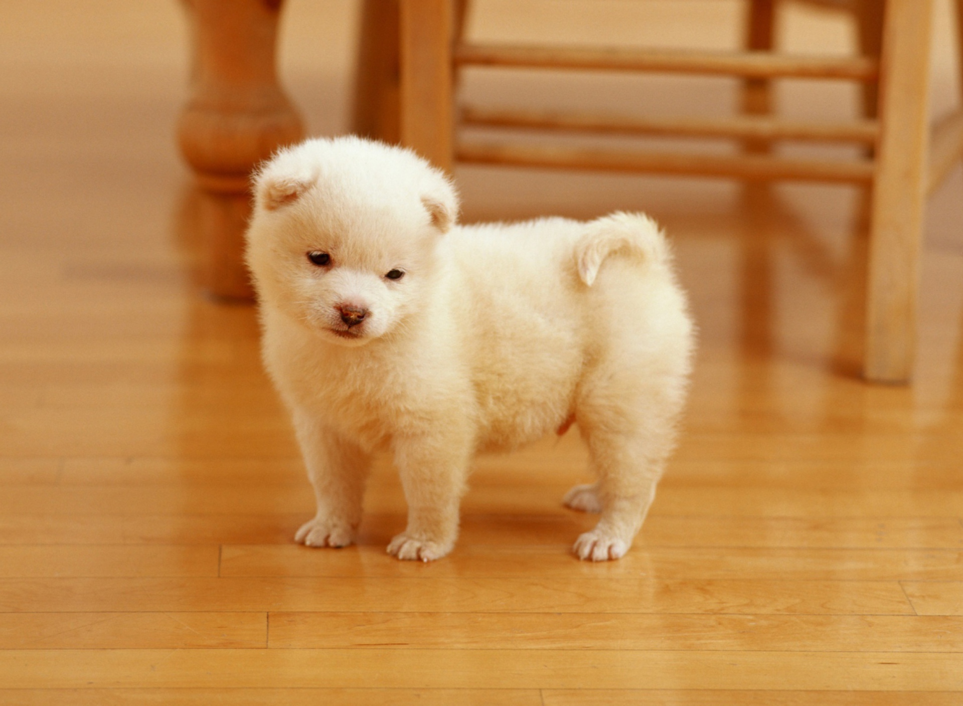 Fondo de pantalla Cutest Puppy 1920x1408