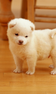 Das Cutest Puppy Wallpaper 240x400