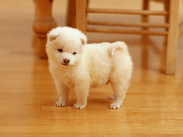 Screenshot №1 pro téma Cutest Puppy 640x480