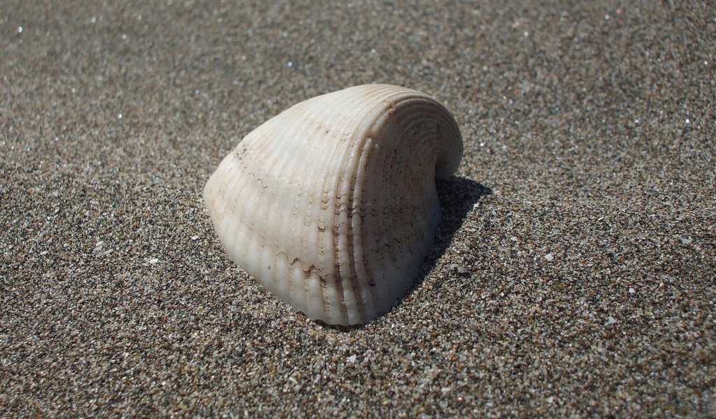 Screenshot №1 pro téma Seashell And Sand 1024x600