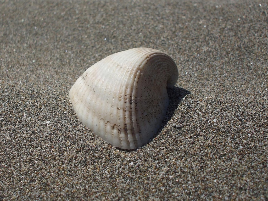 Das Seashell And Sand Wallpaper 1024x768