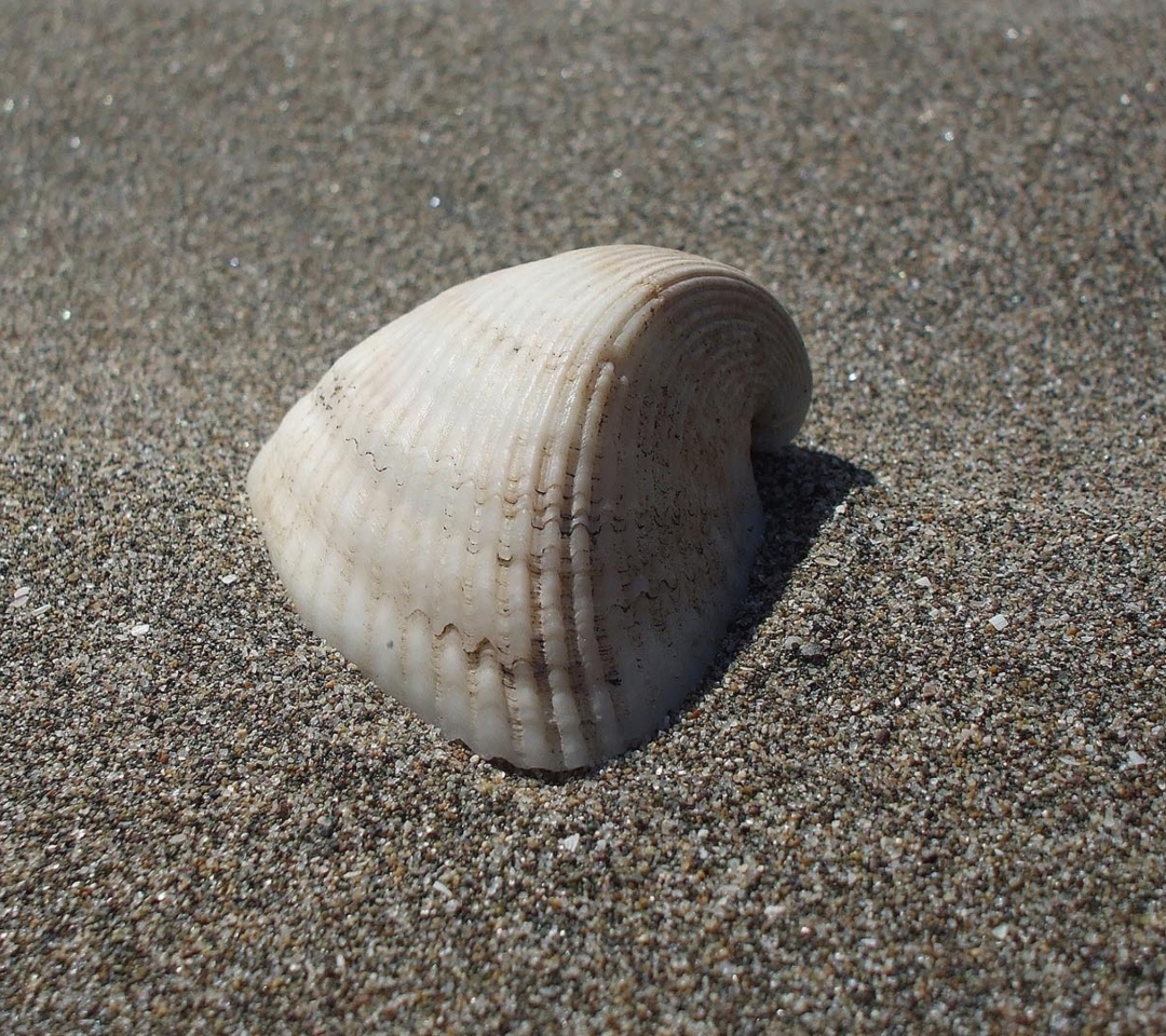 Das Seashell And Sand Wallpaper 1080x960