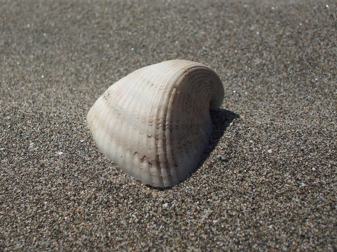 Screenshot №1 pro téma Seashell And Sand 1152x864