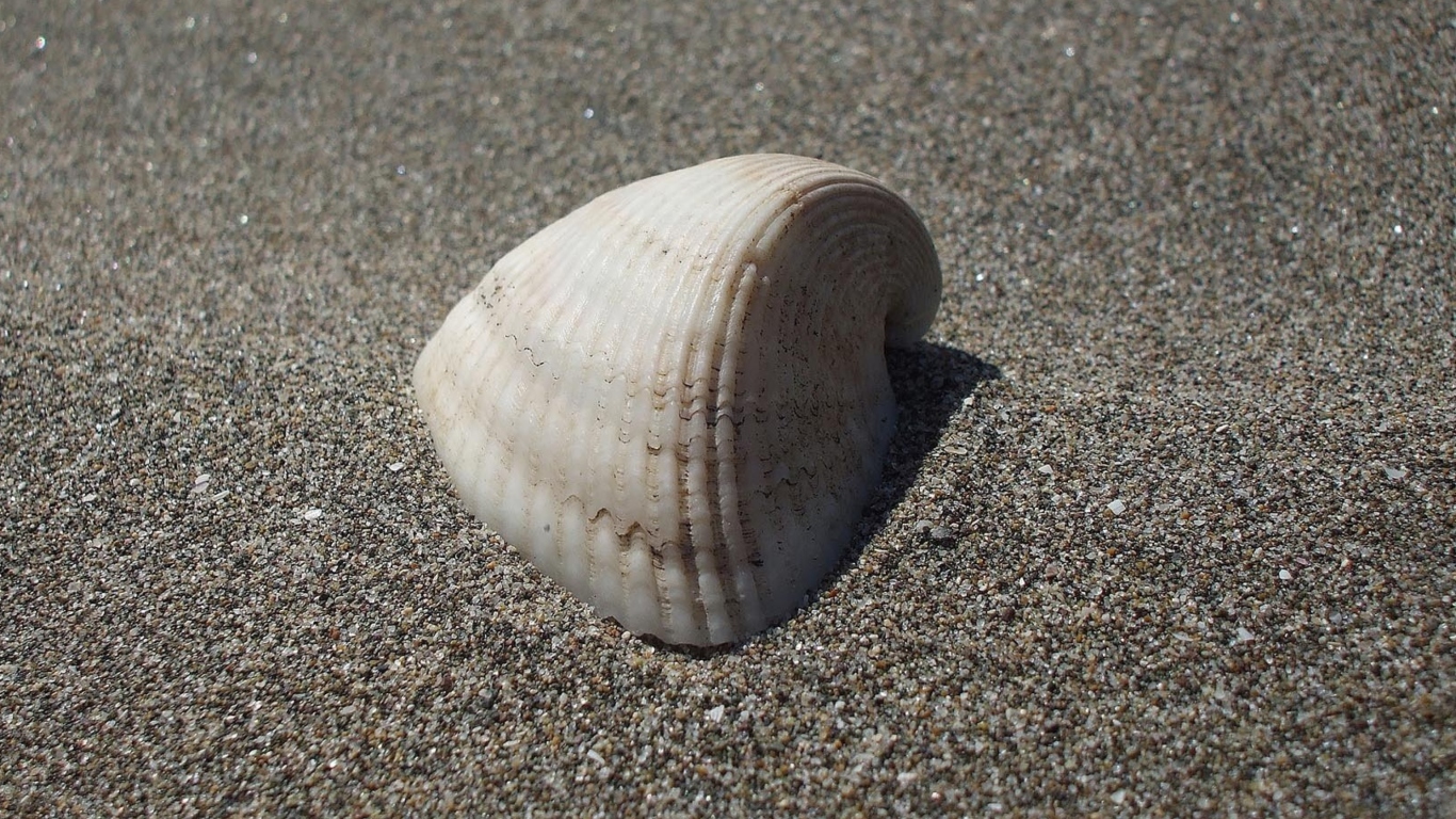 Обои Seashell And Sand 1366x768