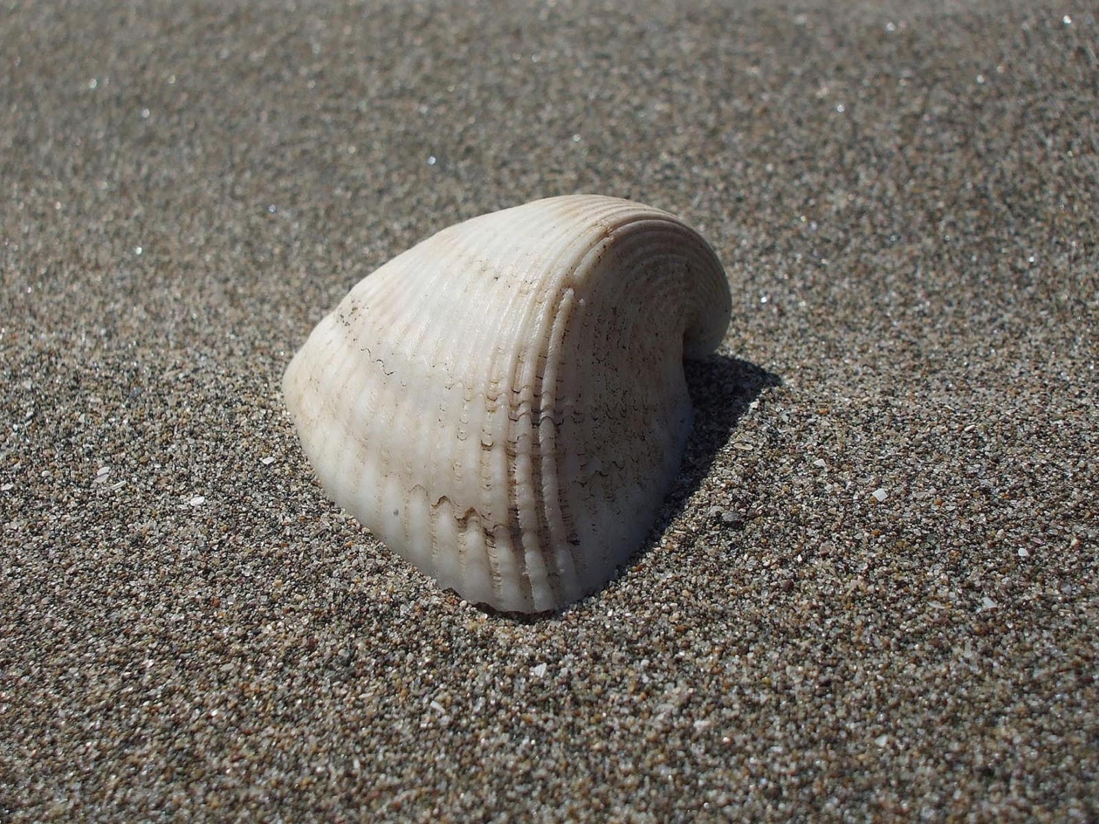 Обои Seashell And Sand 1600x1200