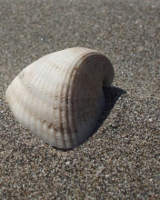 Fondo de pantalla Seashell And Sand 176x220